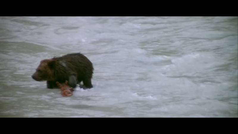 The Bear ( LOurs) 1080p