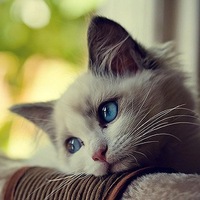 Олеся Новикова