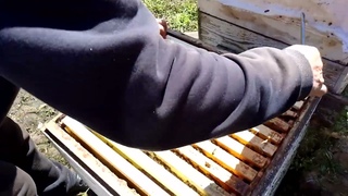 На Лесном облётнике, все косы в деле