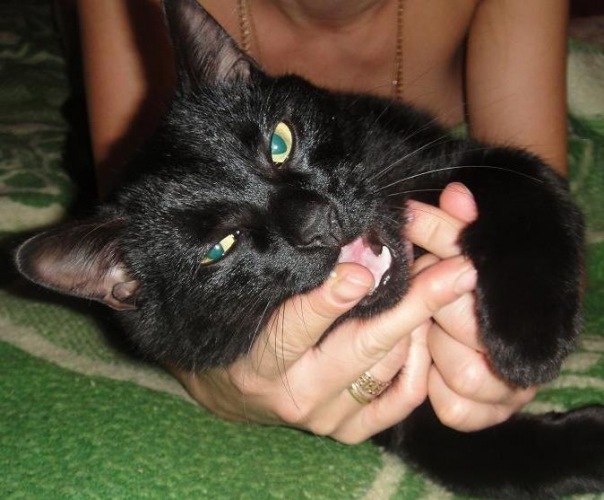 №92, Мария Норина №92, Мария Норина