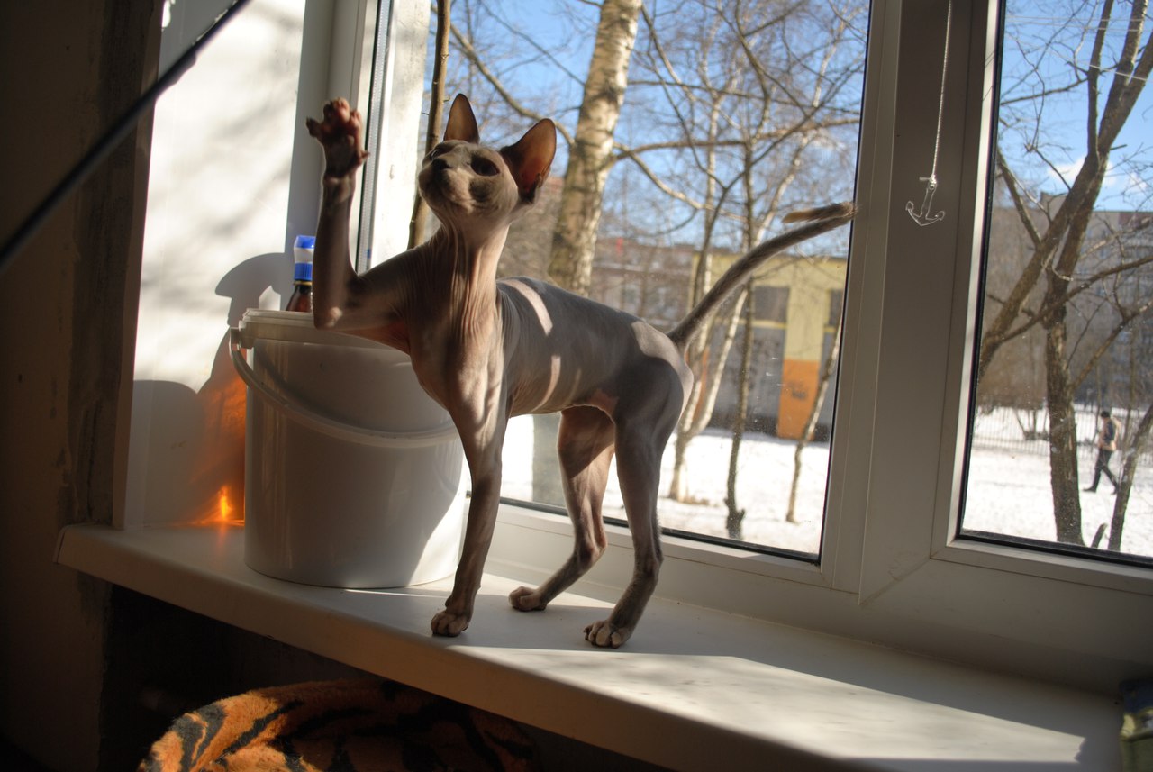 Кошки в нашей жизни. Кошки и все, что с ними связано.