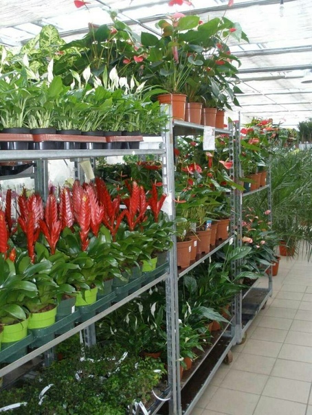 Голландия Оптом Комнатные Цветы Интернет Магазин