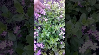 Мыльнянка альпийская