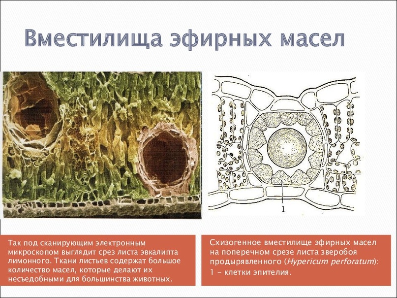 Ароматерапия в свете Учения Живой Этики, изображение №4