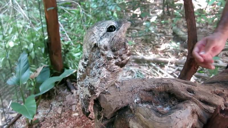 Исполинский лесной козодой, Nyctibius grandis (озвучка Enot