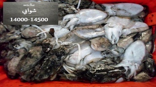 أسعار الأسماك في سوق الجملة بصفاقس Prix du poisson au marché de gros de Sfax