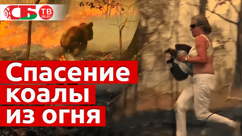 Рискуя жизнью, австралийка спасла коалу из