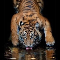 Виталий Дедов | 