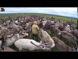 День оленевода / День каслания / Кораль