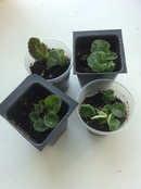 Фото деток фиалок. Как выглядят детки фиалок. Детка фиалки. Фиалка узамбарская черенок. Детки фиалок.