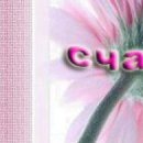 №1, Tigris Angelic, Hasselt №1, Tigris Angelic, Hasselt