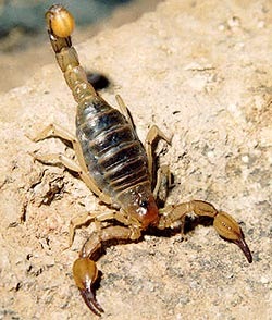 №1, Дмитрий Пришин, Керчь №1, Дмитрий Пришин, Керчь