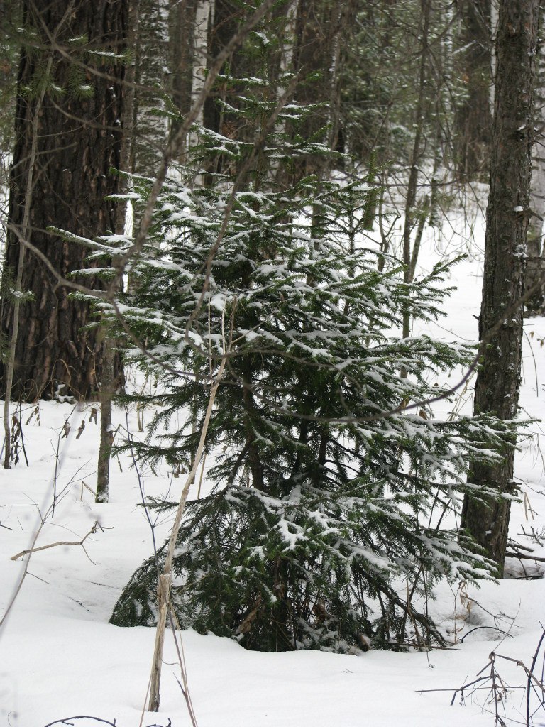 Анатолий Замятин | Красноярск