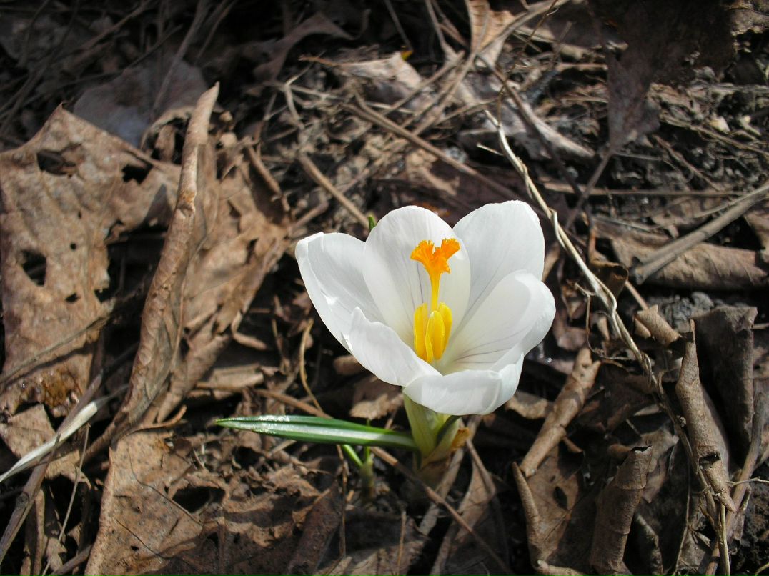 Светлана Пасечная | 