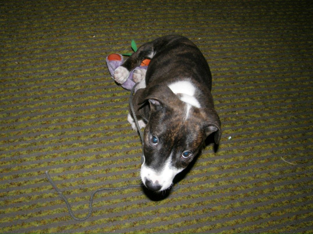 Марьяна Лещина | Toronto