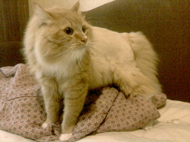 №78, Дарья Любимова, 38 лет, Санкт-Петербург №78, Дарья Любимова, 38 лет, Санкт-Петербург