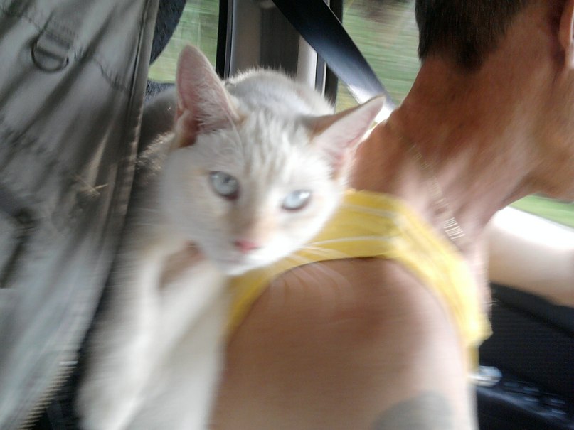 Добрый Гном | Санкт-Петербург