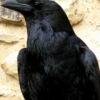 Аватар: Corvus Cornax