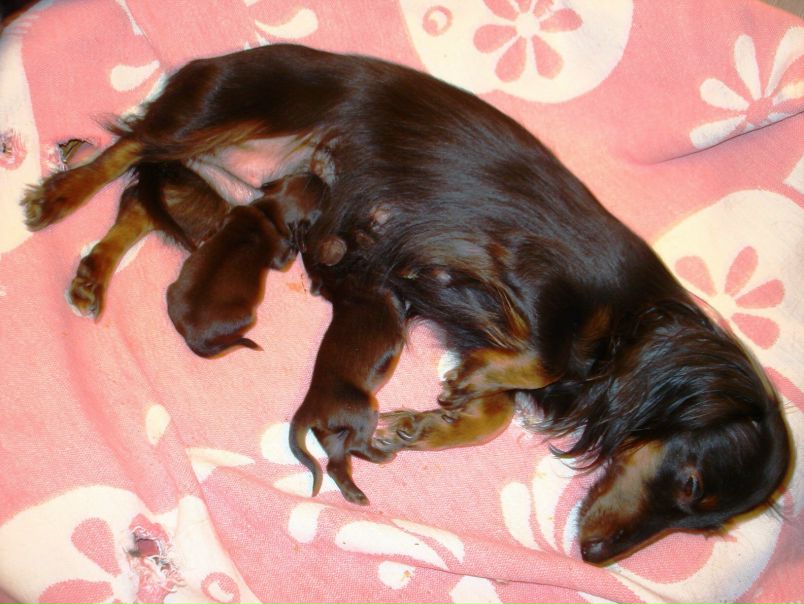 №12, Александр Широков №12, Александр Широков