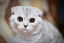Фотография Неверовой Наташи