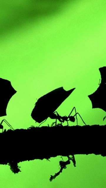 Михаил Куприянов | Санкт-Петербург