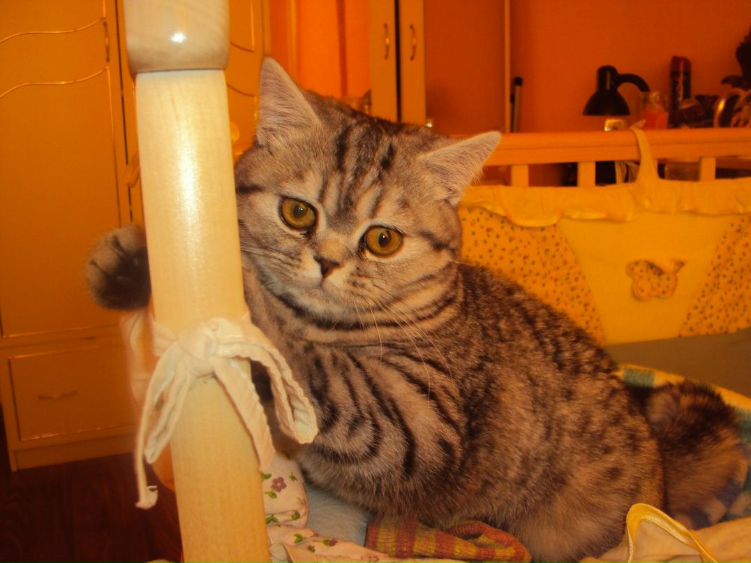 Алёна Николаевна | Вознесенское