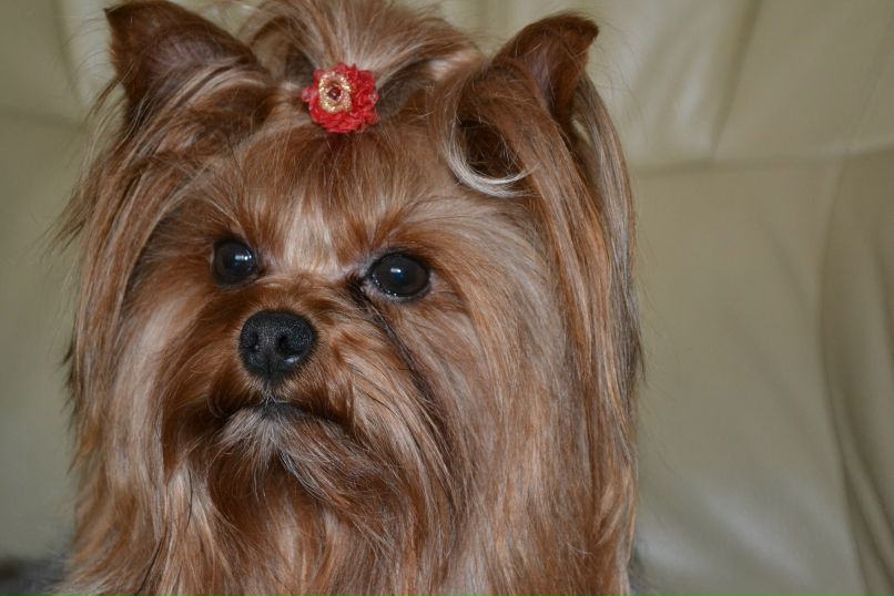 Светлана Саппа | Одесса