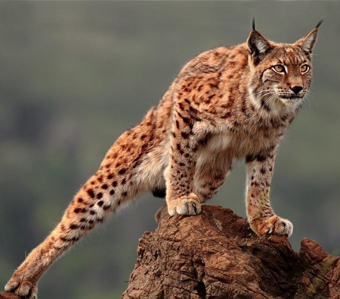 Михаил Сатымов | 