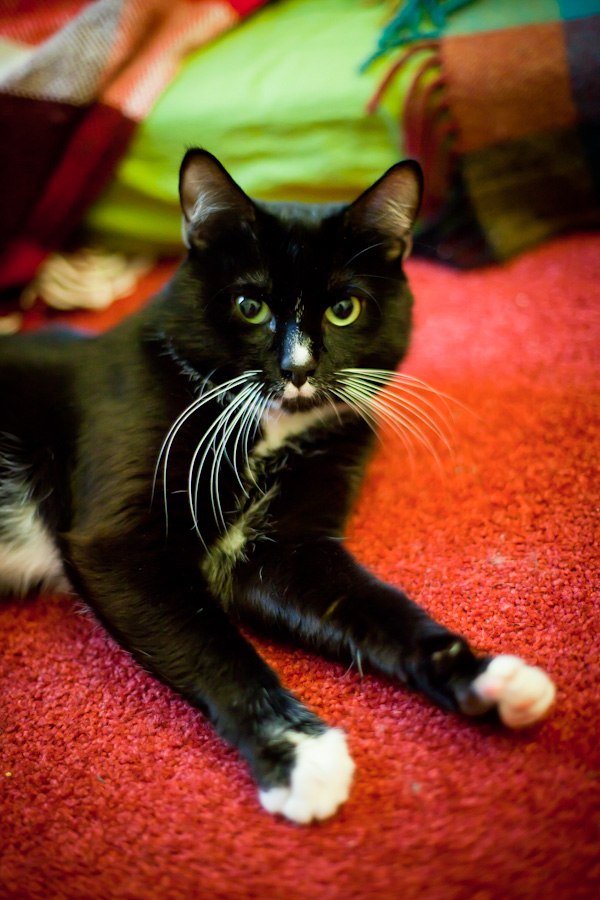 Федор Котов | Санкт-Петербург