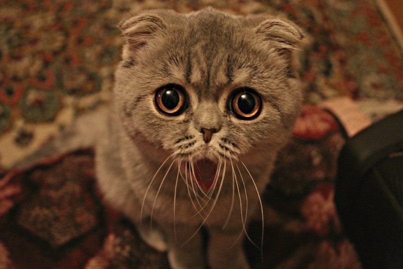 Евгений Климанцев | Москва