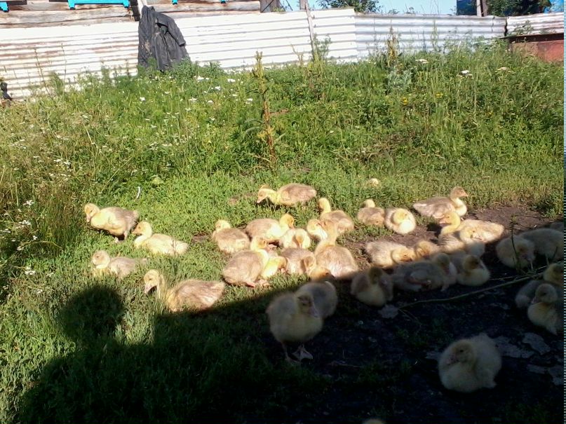 Алия Аминева Хамзовна | Стерлитамак