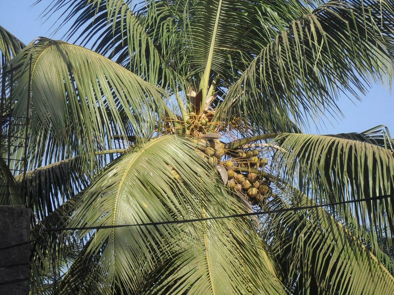Алла Корнева | Нижний Новгород