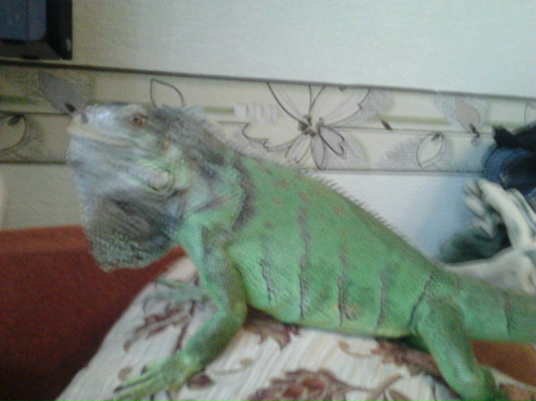 Тёма Смирнов | México