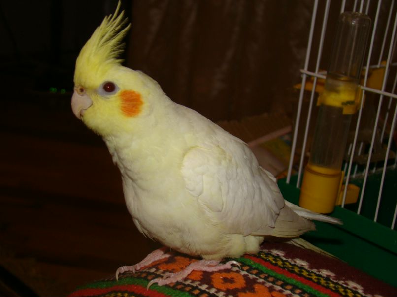 Оксана Фішкіс | Ивано-Франковск