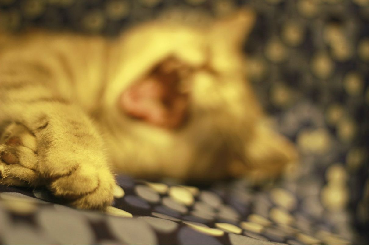 Александра Апостолиди | Краснодар