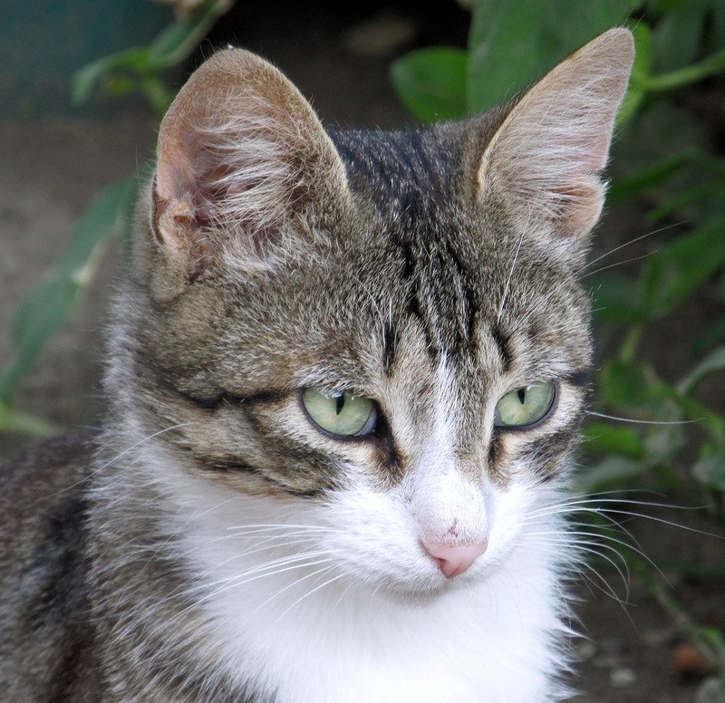 Sveta Zhivotvoreva | Ижевск