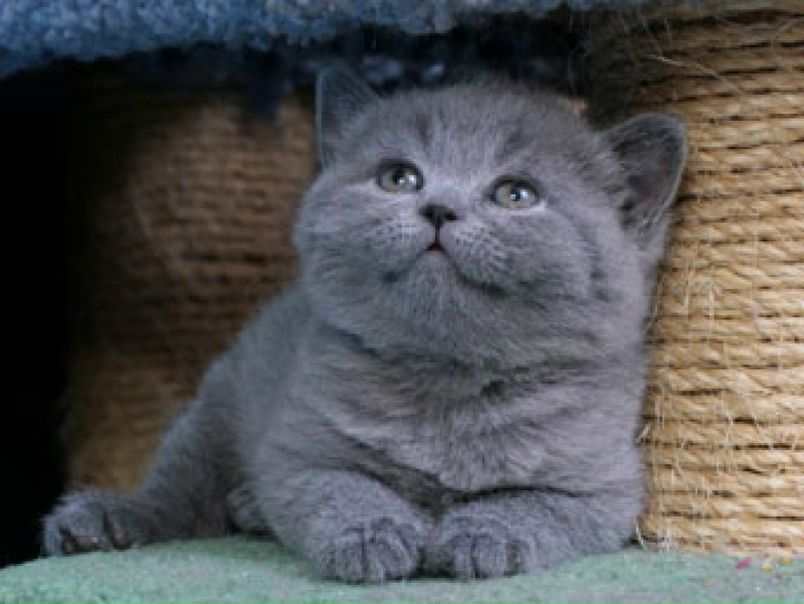 №1, Ира Коломийченко, Киев №1, Ира Коломийченко, Киев