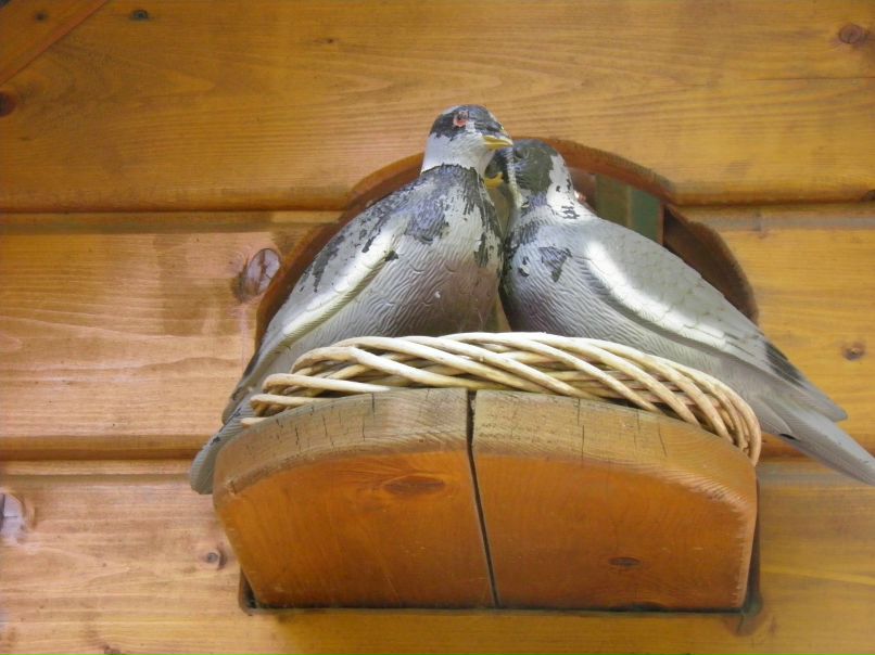 Арина Назимова | Санкт-Петербург