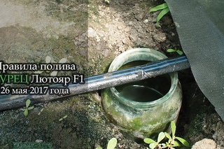 Правила полива, питание огурца. Обзор гибридов Юксел сидс.