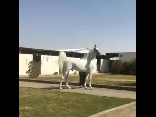cavalosarabes_20200211_091131_0.mp4