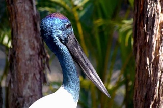 Black-necked stork / Азиатский ябиру / Ephippiorhynchus asiaticus