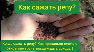 Как сажать репу Как сеять репу в открытый грунт Когда можно сажать репу Посадка репы в грунт