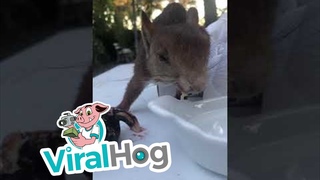 Saving a Sick Squirrel || ViralHog