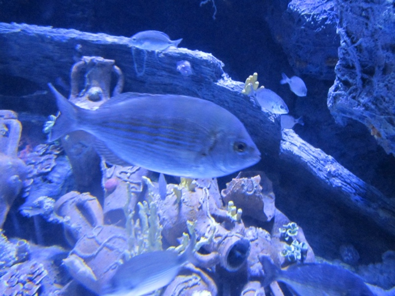 Алевтина Малахова | Ростов-на-Дону