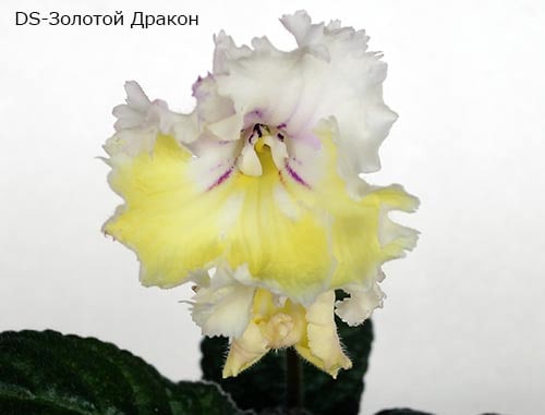 Юлия Тимошина | Саранск