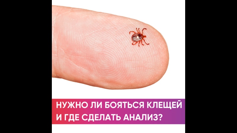 Клещи и болезнь Лайма