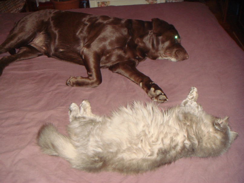 Валерия Павлова | Запорожье