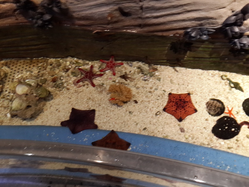 Александр Хазов Александрович | Жигулевск