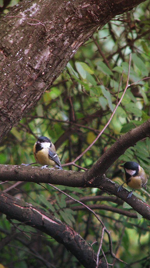 Марина Пронина | Москва