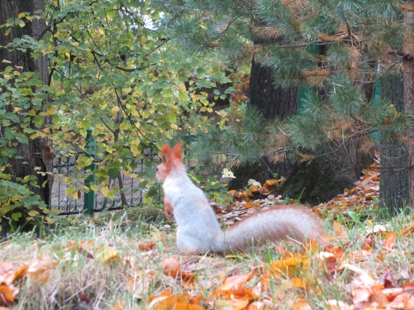 Наталья Пименова | Великий Новгород